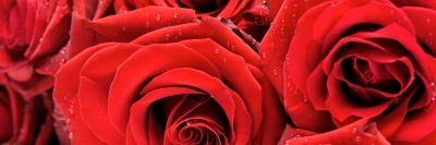 coroane_24_400 coroane_24_400